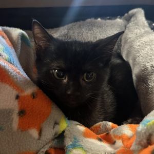 Twinkle, Young Female Domestic Short Hair