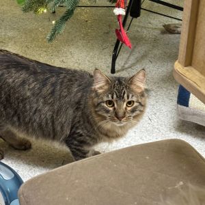 Marshall, Young Male Domestic Long Hair
