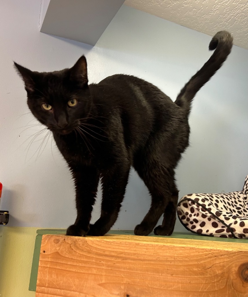 Crowley, an adoptable Domestic Short Hair in Elbow Lake, MN, 56531 | Photo Image 1
