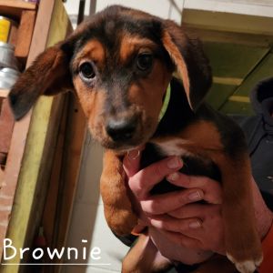 Brownie