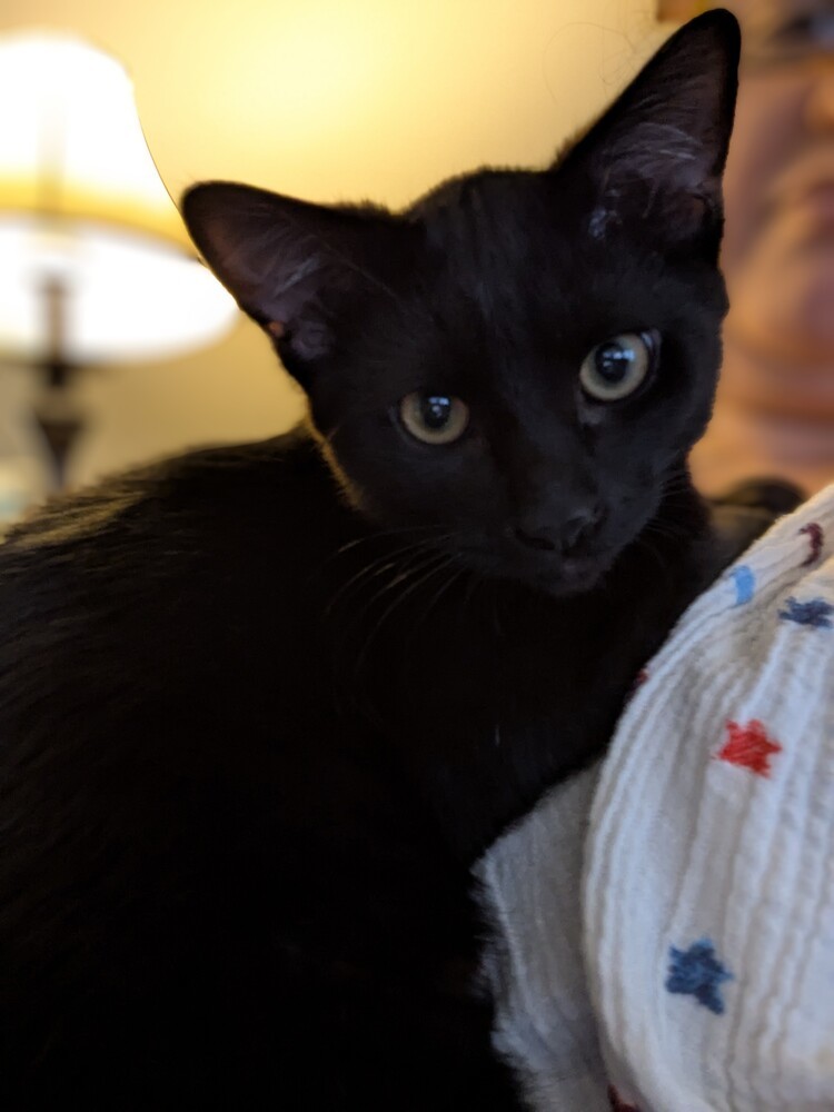 Leo - Courtesy Listing, an adoptable Domestic Short Hair in Dawson, GA, 31742 | Photo Image 1
