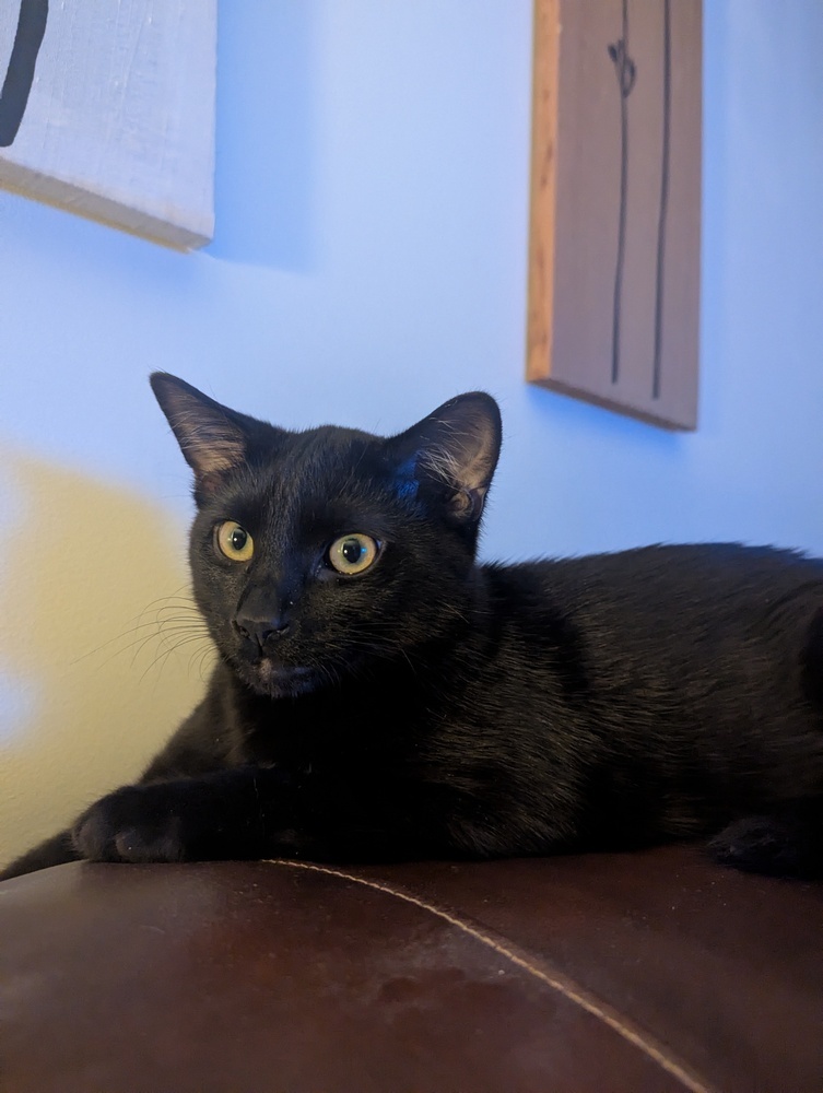 Leo - Courtesy Listing, an adoptable Domestic Short Hair in Dawson, GA, 31742 | Photo Image 2