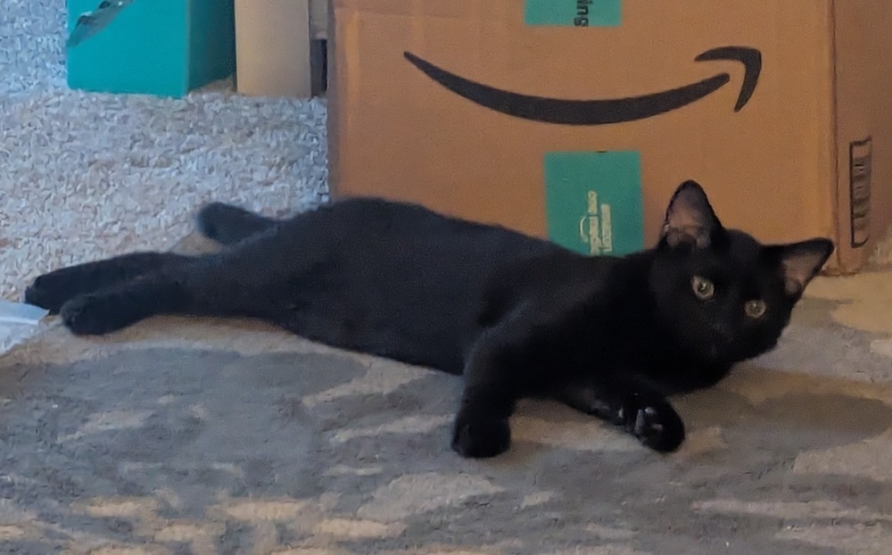 Leo - Courtesy Listing, an adoptable Domestic Short Hair in Dawson, GA, 31742 | Photo Image 4
