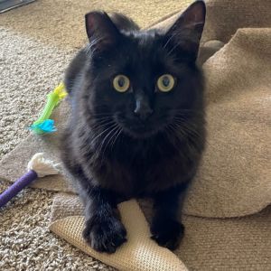 Fozzy Bear born May 2024 is a sweet Muppet who loves to alternate play with lo