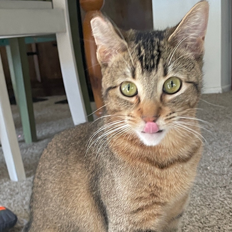 Abby, an adoptable Abyssinian, Domestic Short Hair in Los Angeles, CA, 90039 | Photo Image 1