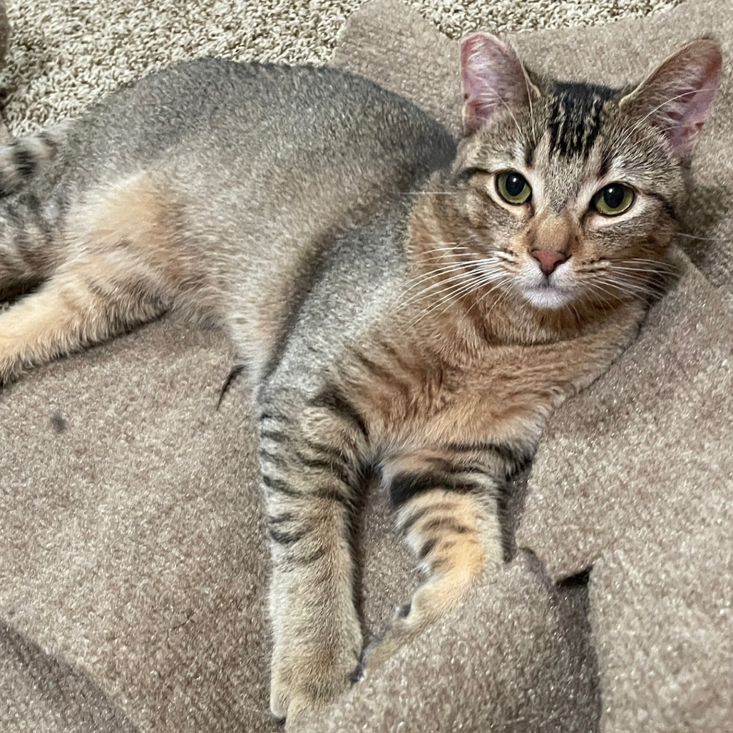 Abby, an adoptable Abyssinian, Domestic Short Hair in Los Angeles, CA, 90039 | Photo Image 2