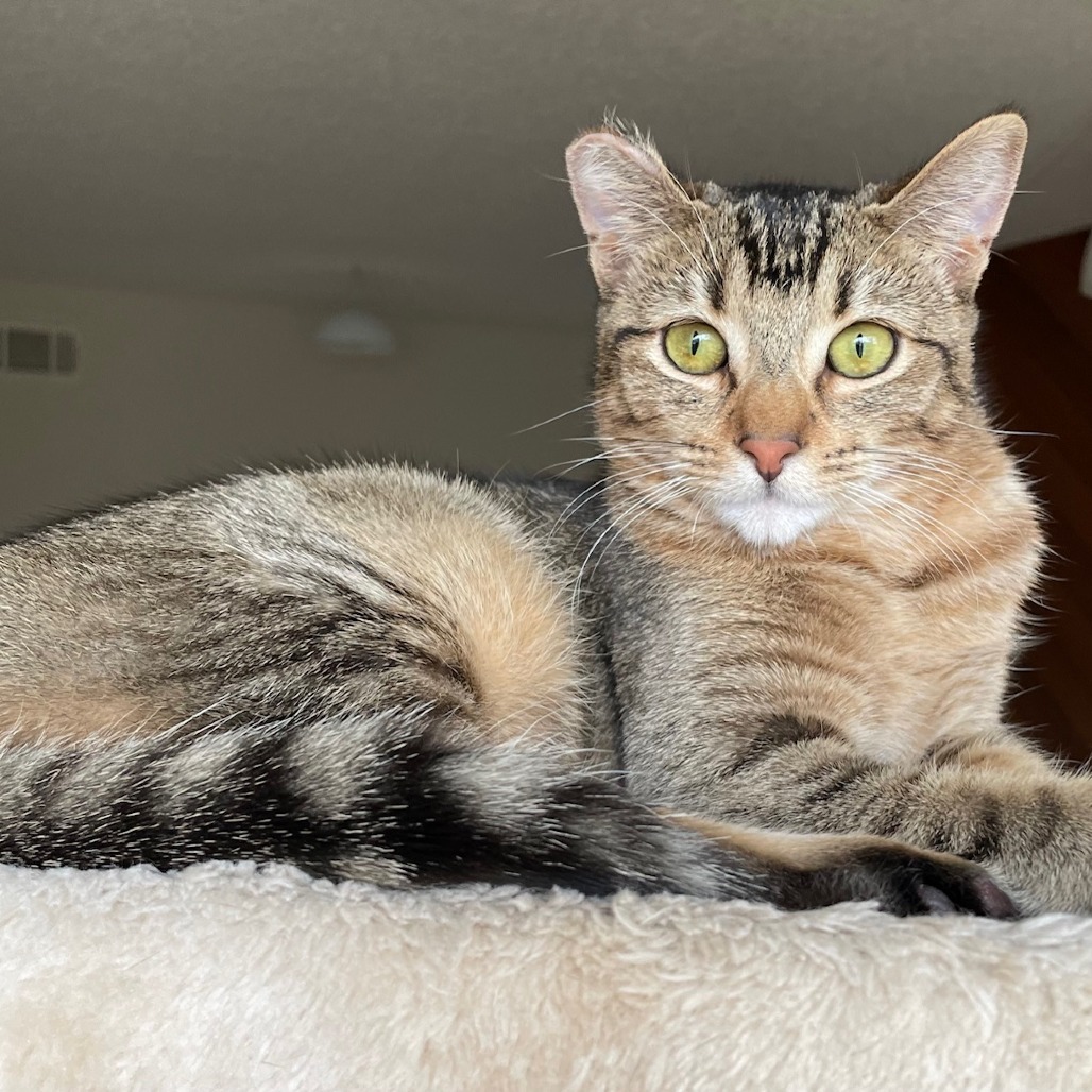 Abby, an adoptable Abyssinian, Domestic Short Hair in Los Angeles, CA, 90039 | Photo Image 3