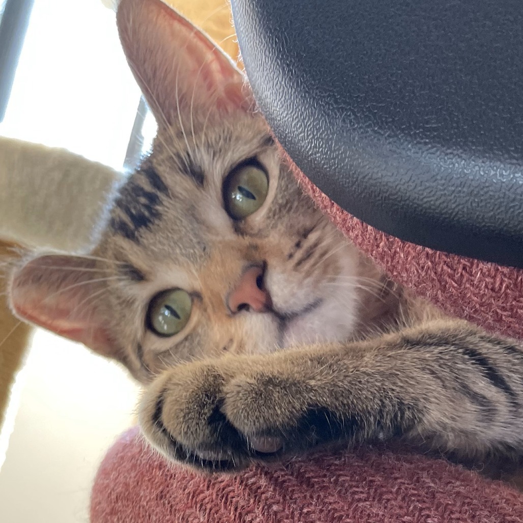 Abby, an adoptable Abyssinian, Domestic Short Hair in Los Angeles, CA, 90039 | Photo Image 4