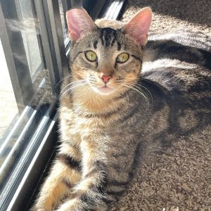 Benji born June 2024 is a handsome classic swirl tabby with a velvet coat Thi