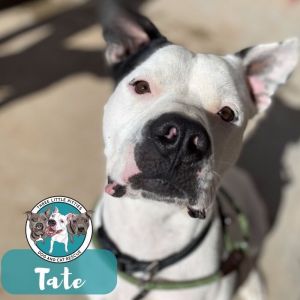 Tate Ark Family Dog