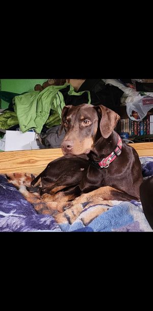 Dragon, Adult Male Doberman Pinscher
