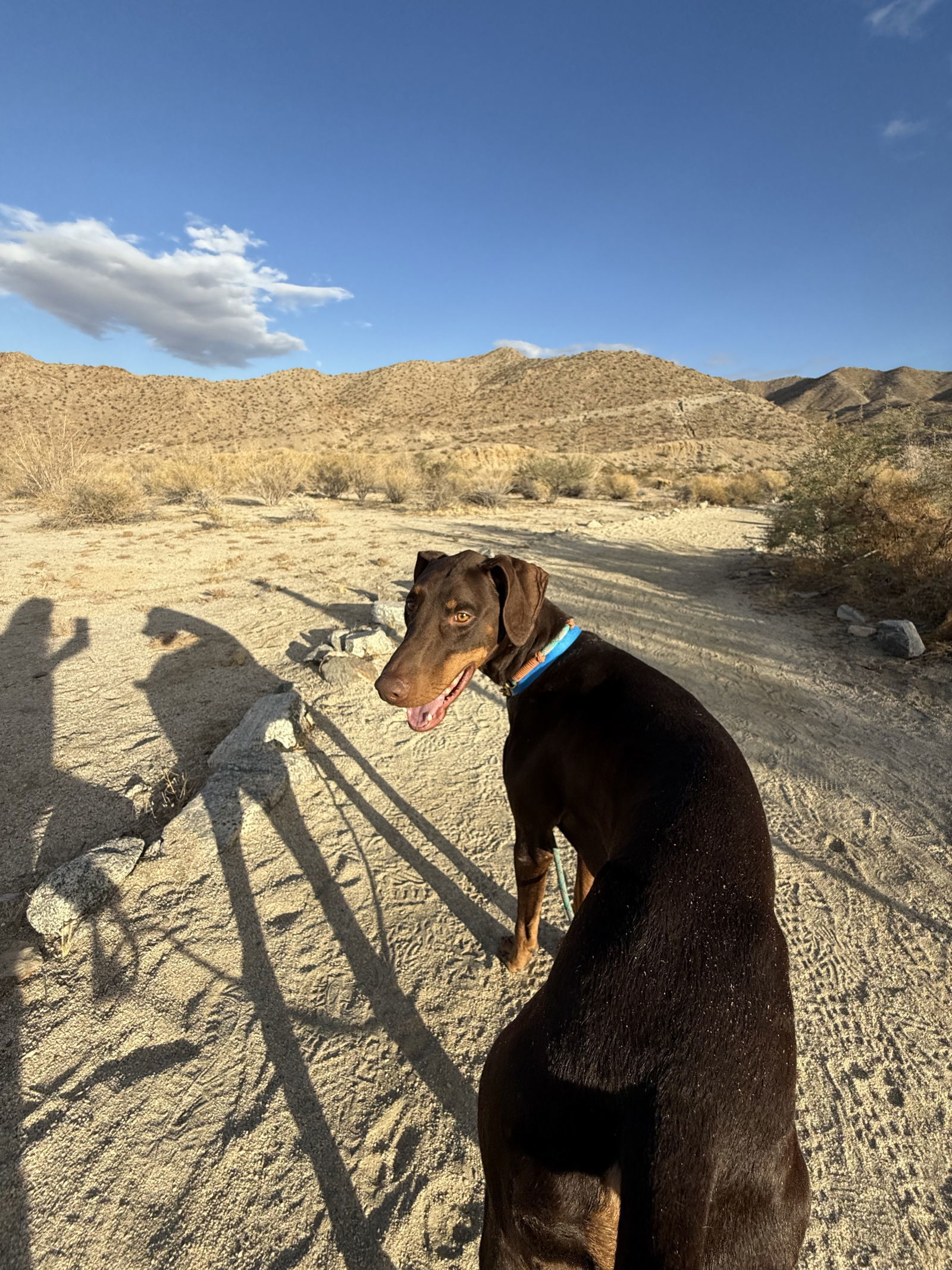 Dragon, an adoptable Doberman Pinscher in Buffalo, MN, 55313 | Photo Image 1