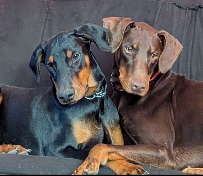 Dragon, an adoptable Doberman Pinscher in Buffalo, MN, 55313 | Photo Image 2