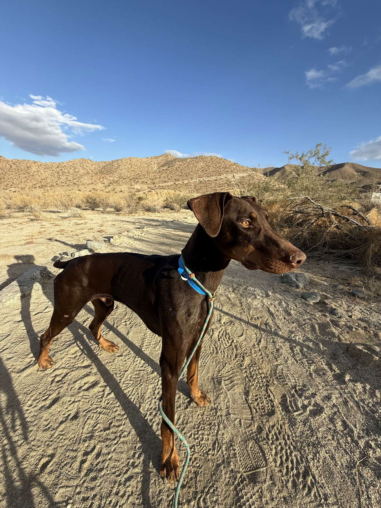 Dragon, an adoptable Doberman Pinscher in Buffalo, MN, 55313 | Photo Image 2