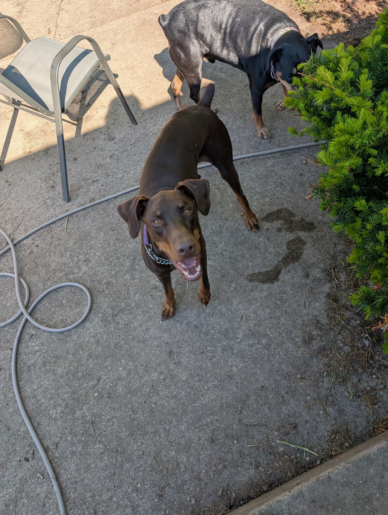 Dragon, an adoptable Doberman Pinscher in Buffalo, MN, 55313 | Photo Image 3