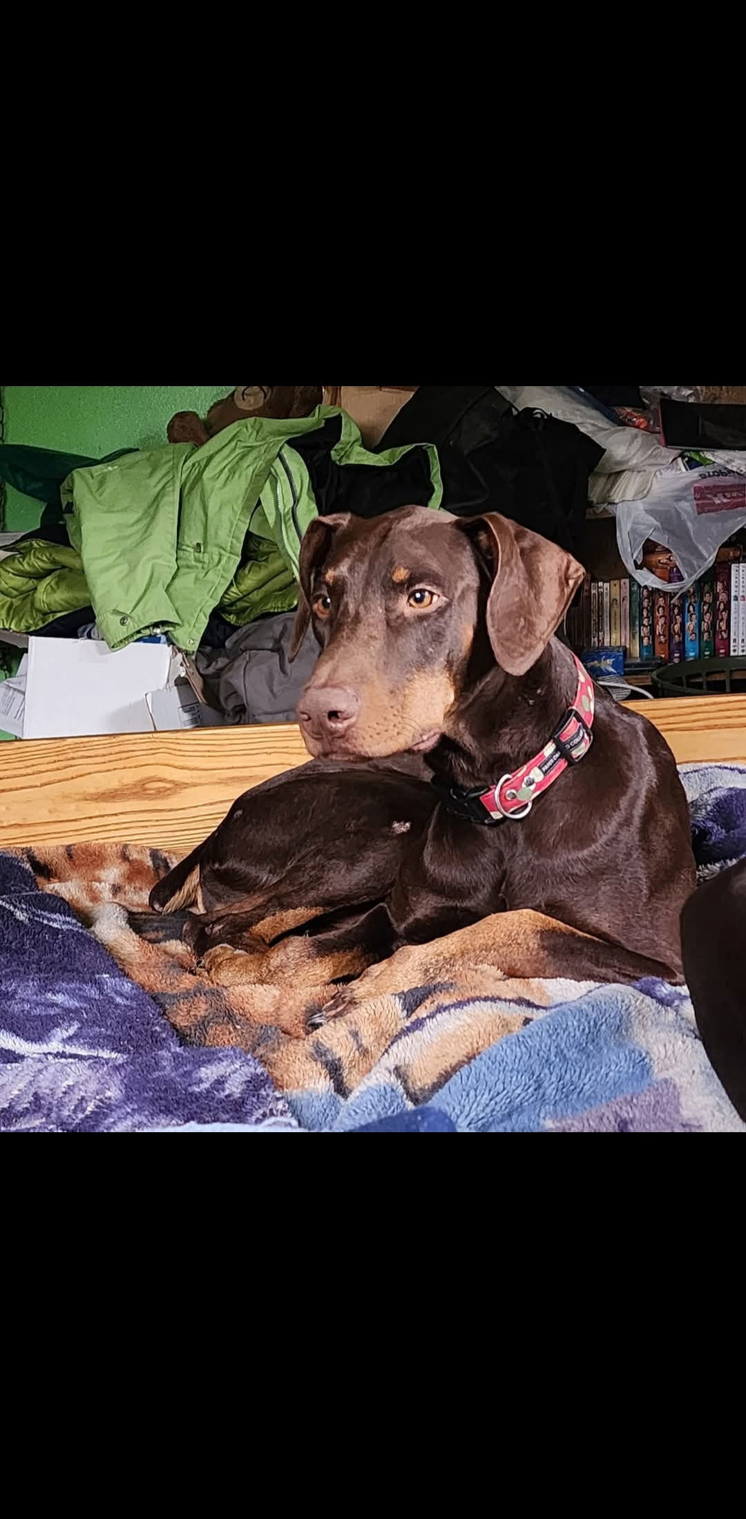 Dragon, an adoptable Doberman Pinscher in Buffalo, MN, 55313 | Photo Image 3