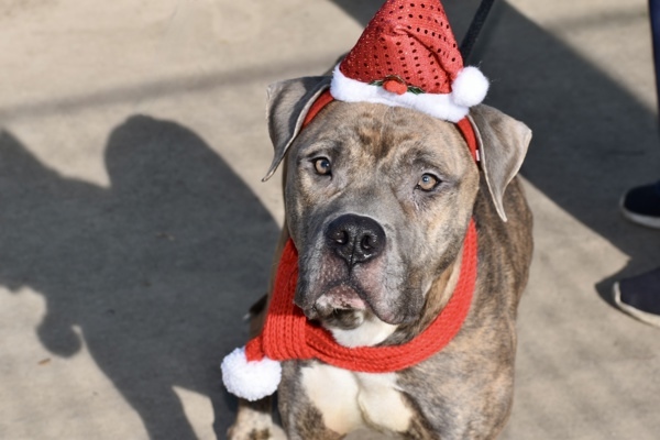 Dog for adoption Butterscotch a Mixed Breed in Staten Island NY Dog for adoption Butterscotch a Mixed Breed in Staten Island NY