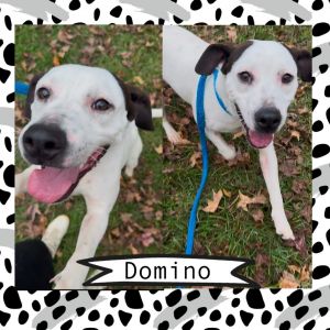 Domino, Young Male Mixed Breed