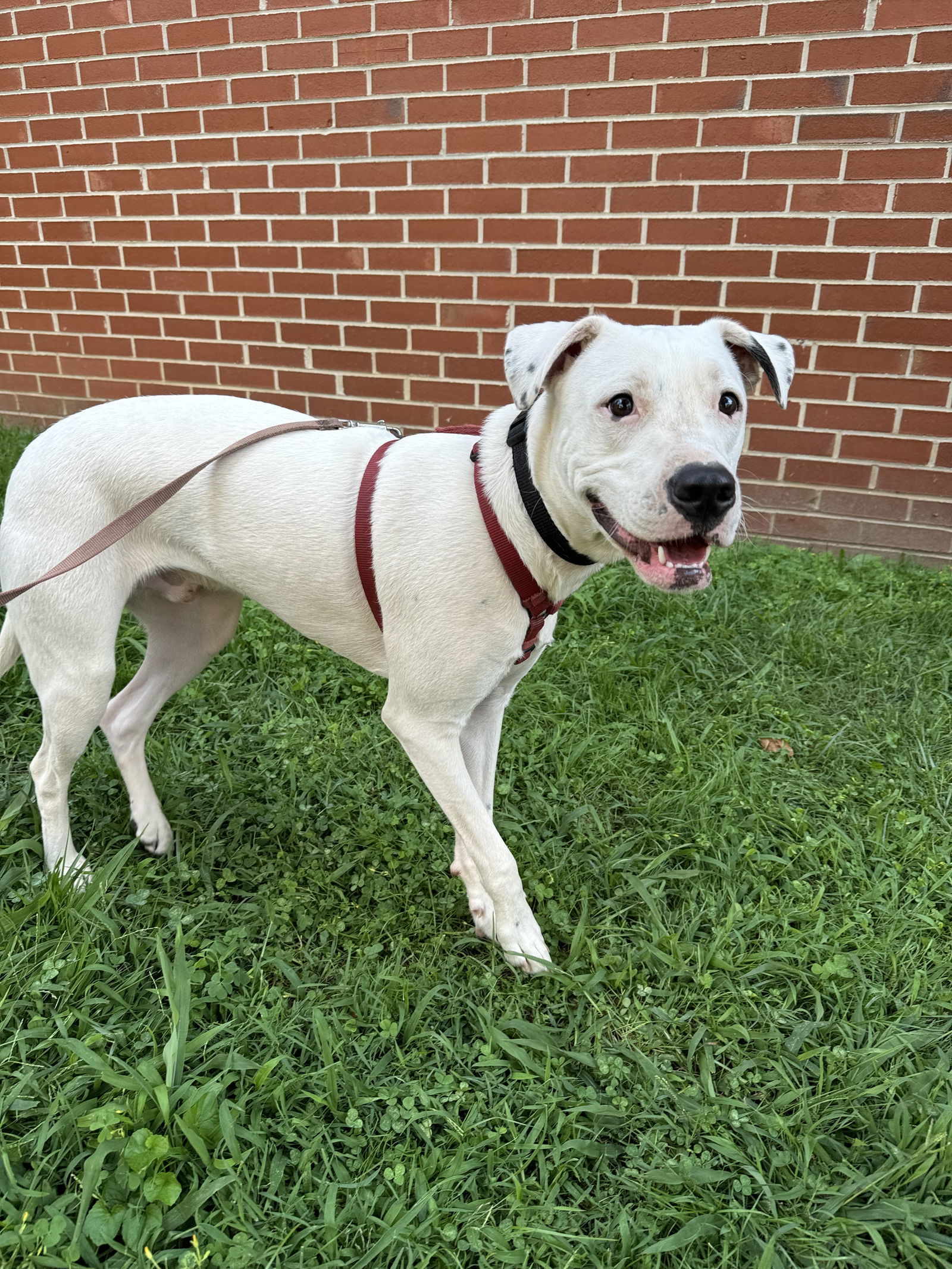 Squirtle (1yo, 40lbs)