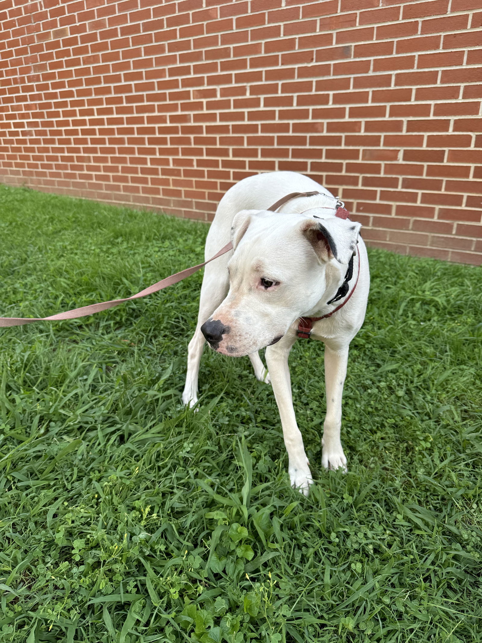 Squirtle (1yo, 40lbs)