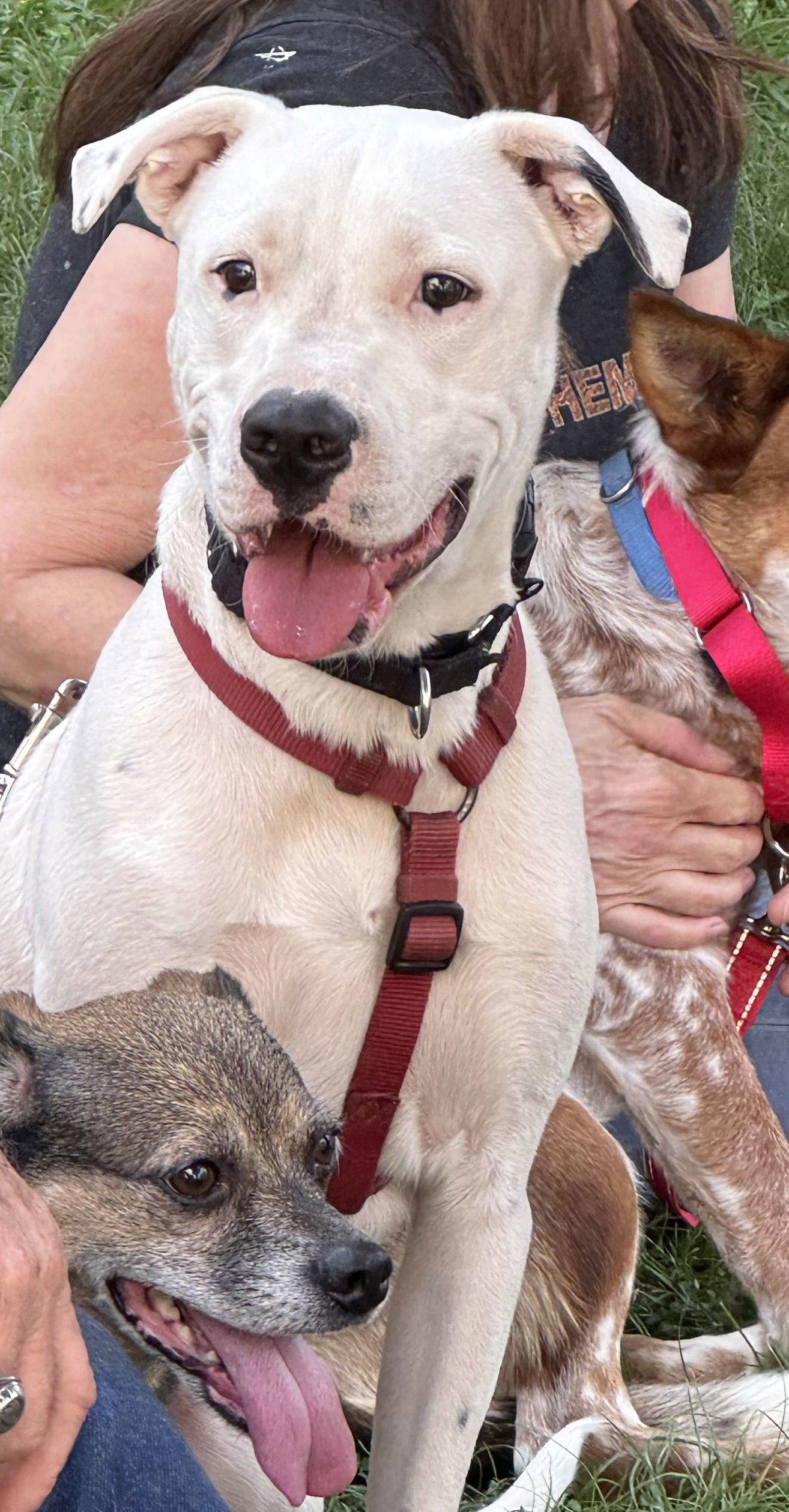 Squirtle (1yo, 40lbs)