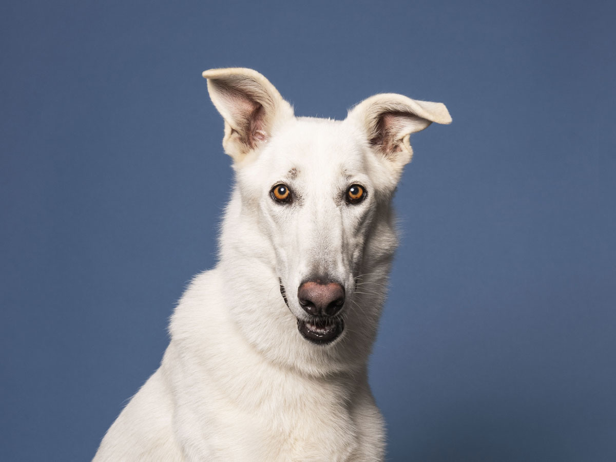 SNOW, an adoptable Borzoi, Mixed Breed in Los Angeles, CA, 90047 | Photo Image 1