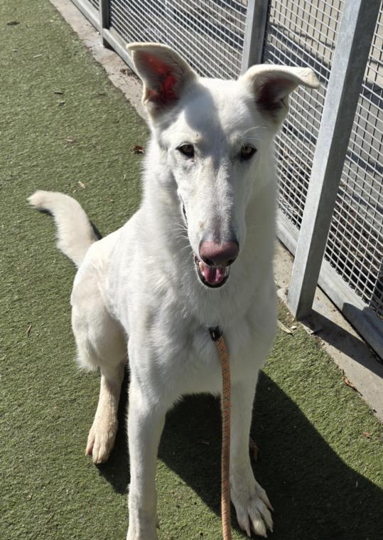 SNOW, an adoptable Borzoi, Mixed Breed in Los Angeles, CA, 90047 | Photo Image 1