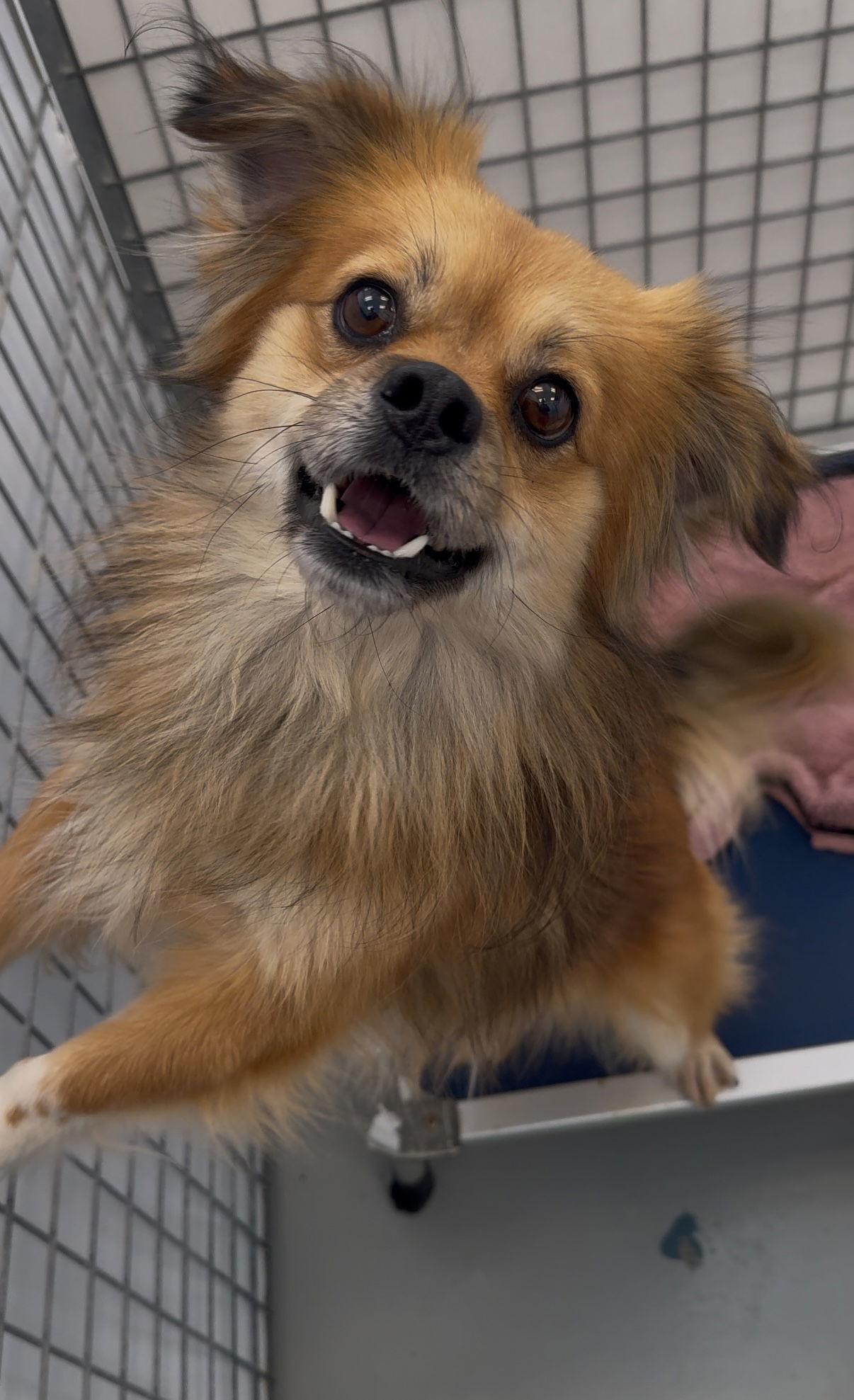 Regi, an adoptable Pekingese in Chico, CA, 95973 | Photo Image 1