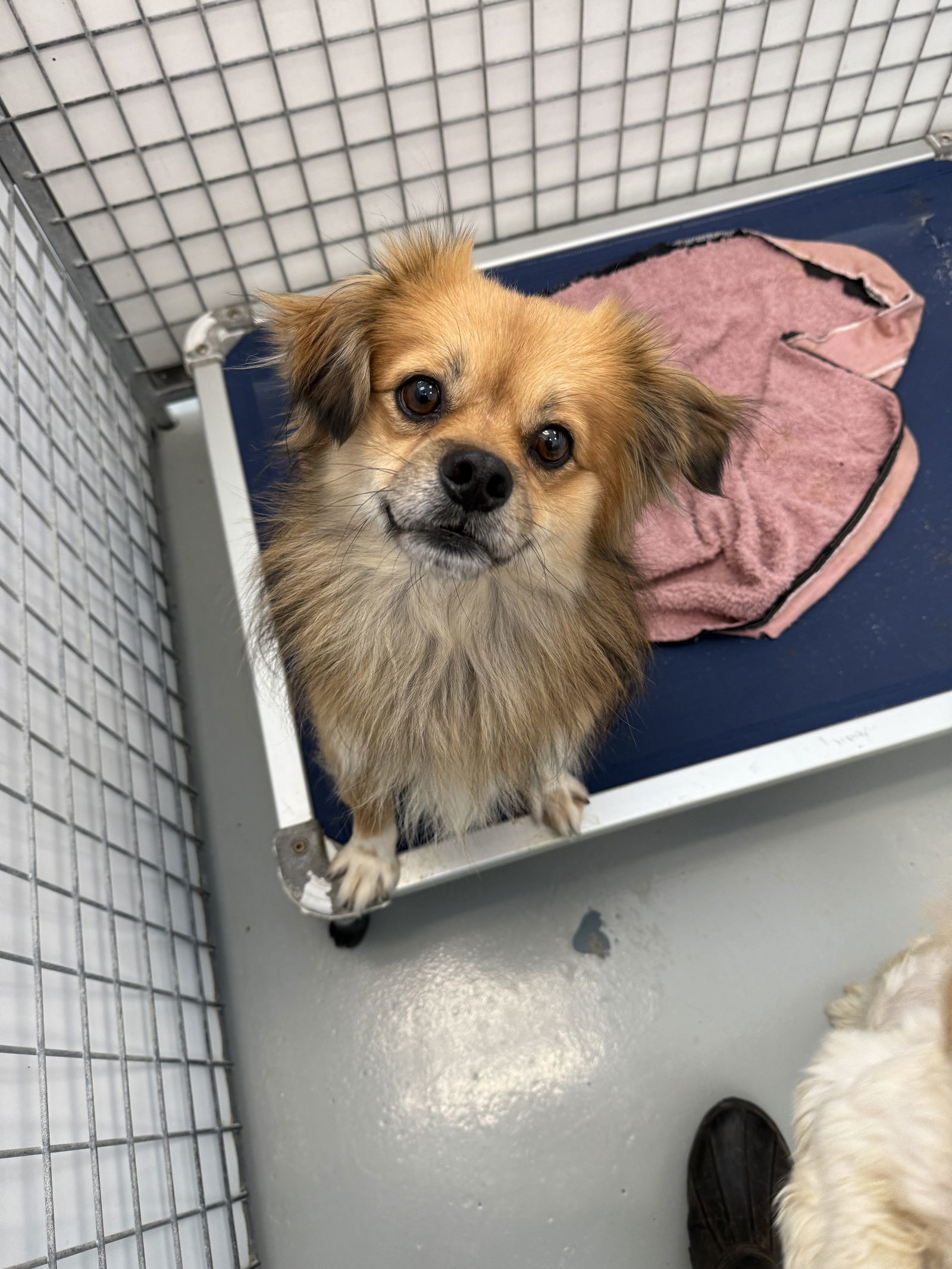 Regi, an adoptable Pekingese in Chico, CA, 95973 | Photo Image 2