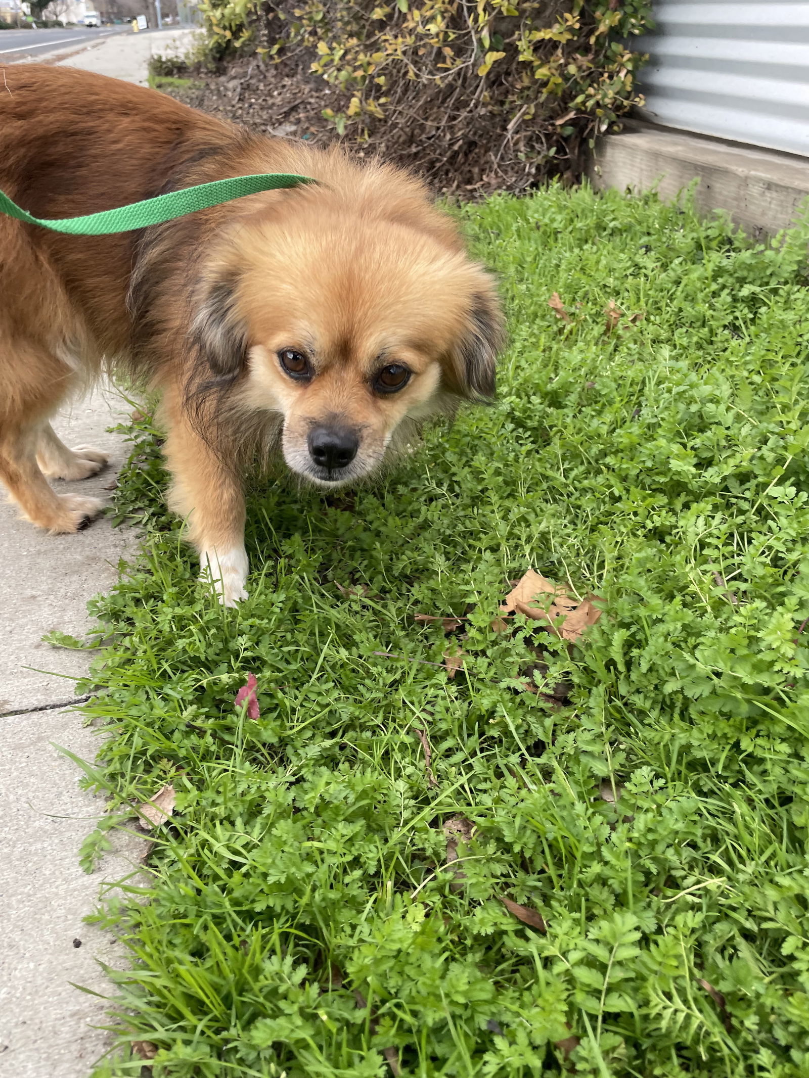 Regi, an adoptable Pekingese in Chico, CA, 95973 | Photo Image 3