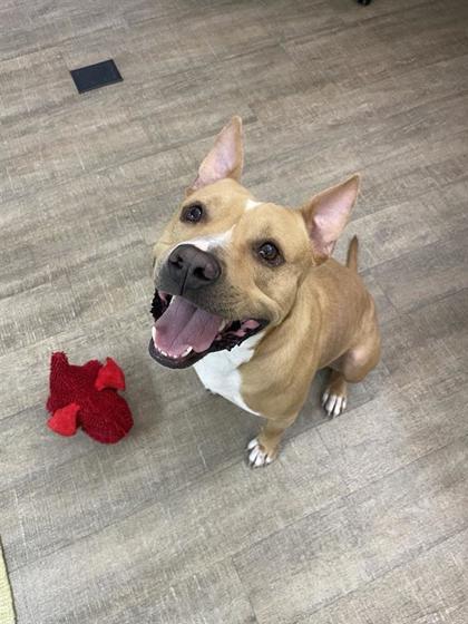 Maximus