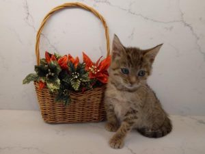 Griffith, Baby Male Domestic Short Hair
