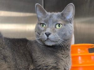 Bubsy, Adult Female unknown
