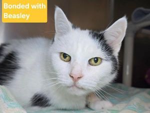 Mickey, Senior Male unknown