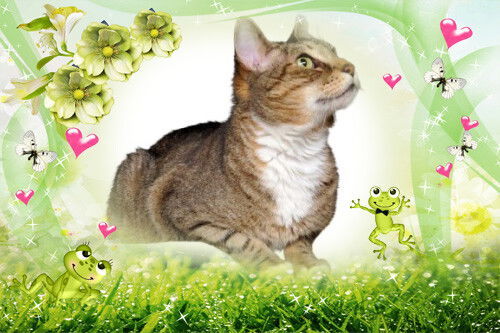 Roscoe, an adoptable Domestic Short Hair, Abyssinian in Cincinnati, OH, 45206 | Photo Image 1