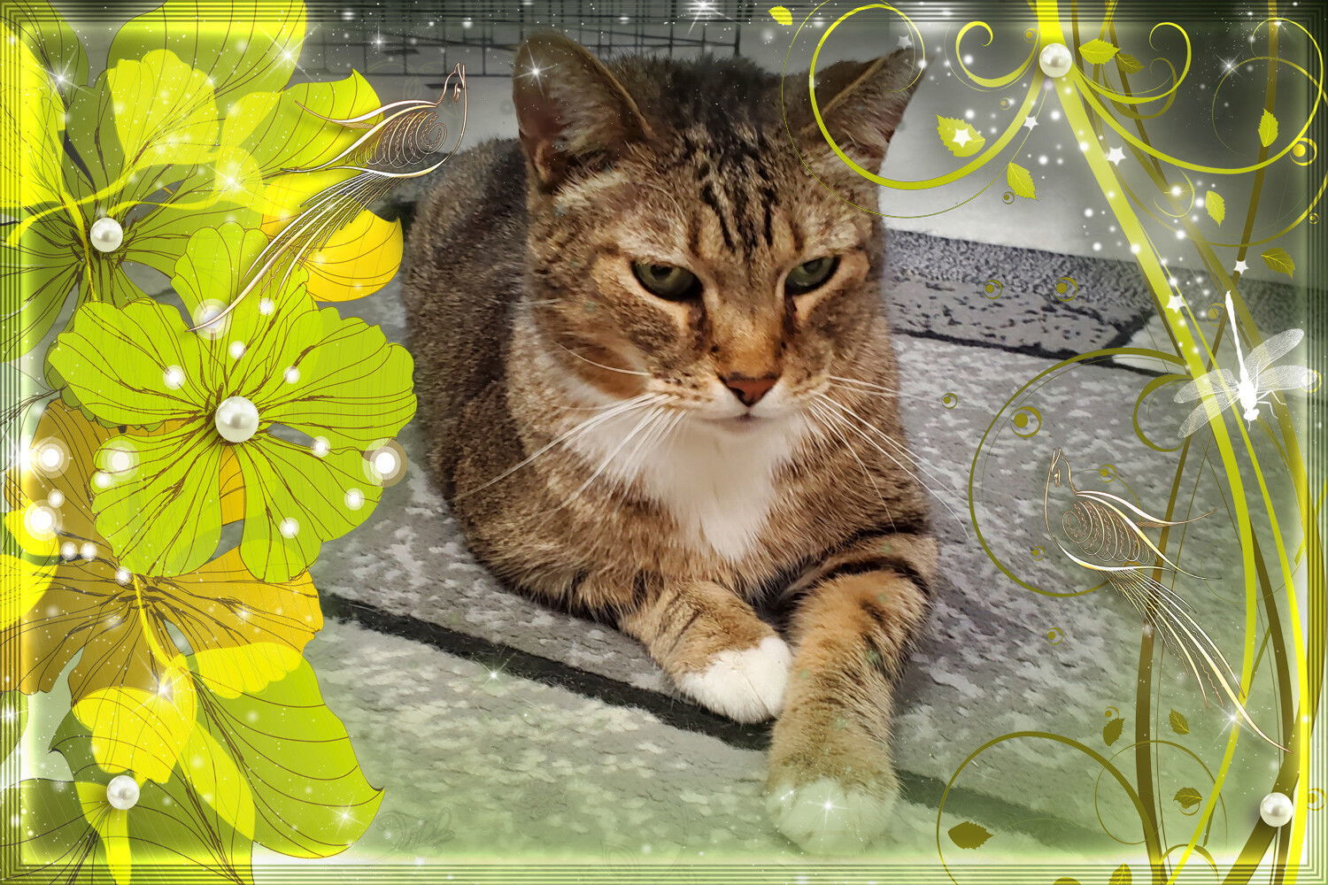 Roscoe, an adoptable Domestic Short Hair, Abyssinian in Cincinnati, OH, 45206 | Photo Image 2