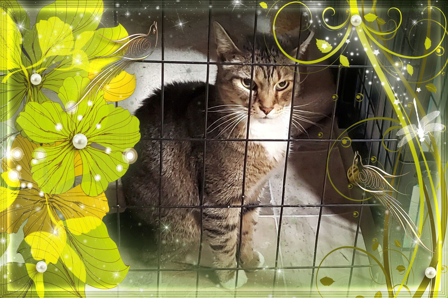 Roscoe, an adoptable Domestic Short Hair, Abyssinian in Cincinnati, OH, 45206 | Photo Image 3