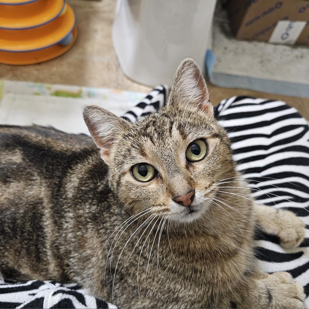Vanessa, an adoptable Domestic Short Hair in Leander, TX, 78641 | Photo Image 1