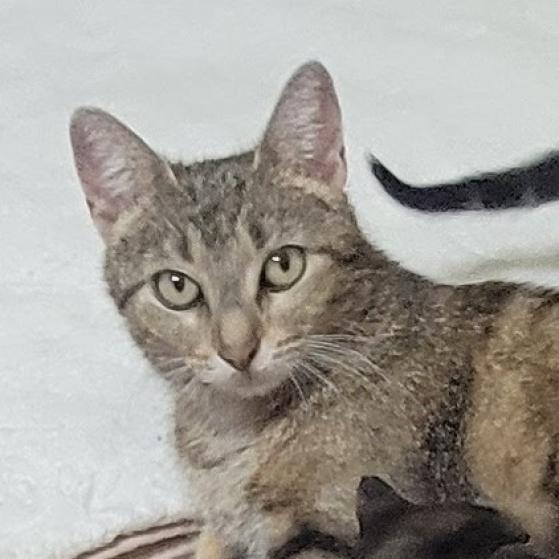 Vanessa, an adoptable Domestic Short Hair in Leander, TX, 78641 | Photo Image 2