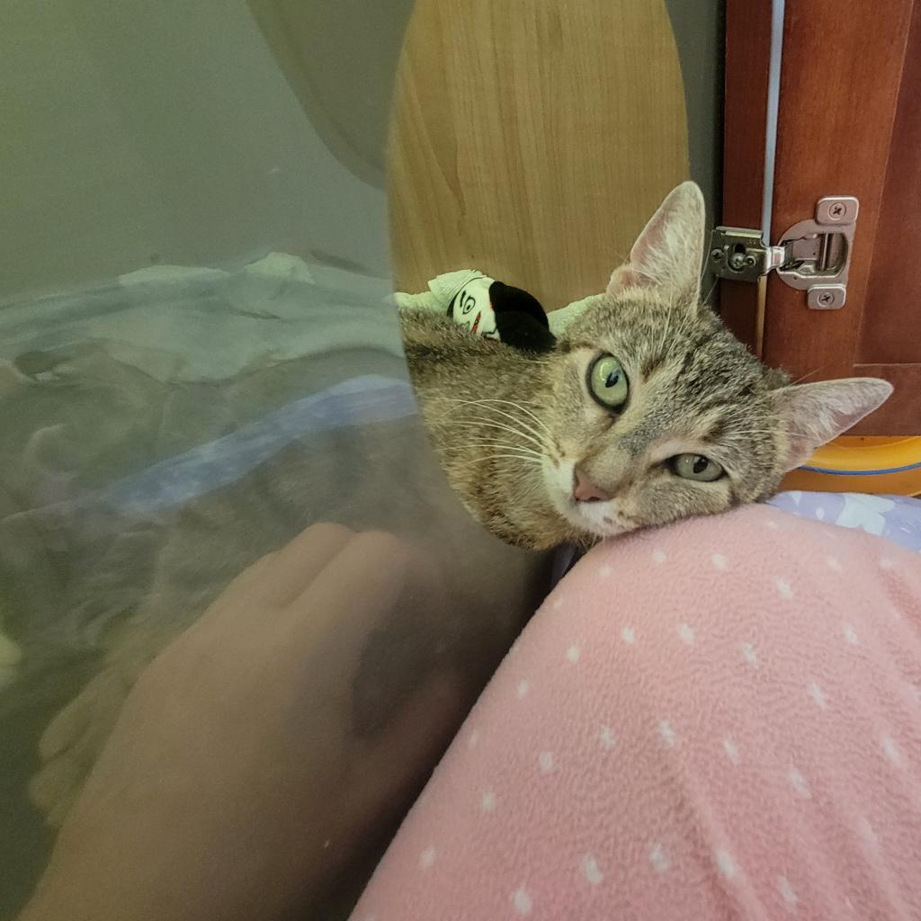 Vanessa, an adoptable Domestic Short Hair in Leander, TX, 78641 | Photo Image 3