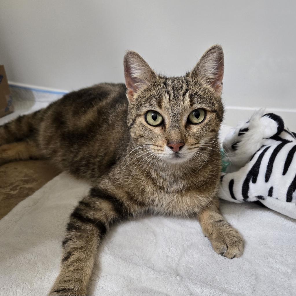 Vanessa, an adoptable Domestic Short Hair in Leander, TX, 78641 | Photo Image 4