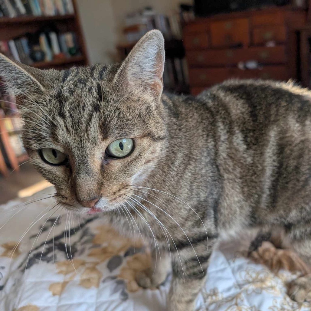 Vanessa, an adoptable Domestic Short Hair in Leander, TX, 78641 | Photo Image 5