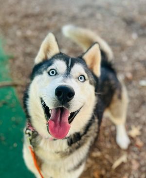 Hi my name is Rocky a young vibrant 3 legged Siberian husky Let me tell you a bit about myself