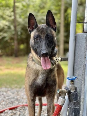 Animal Profile Looking for a partner in crime Meet Felon Hes around 18 months old and 55lb neute