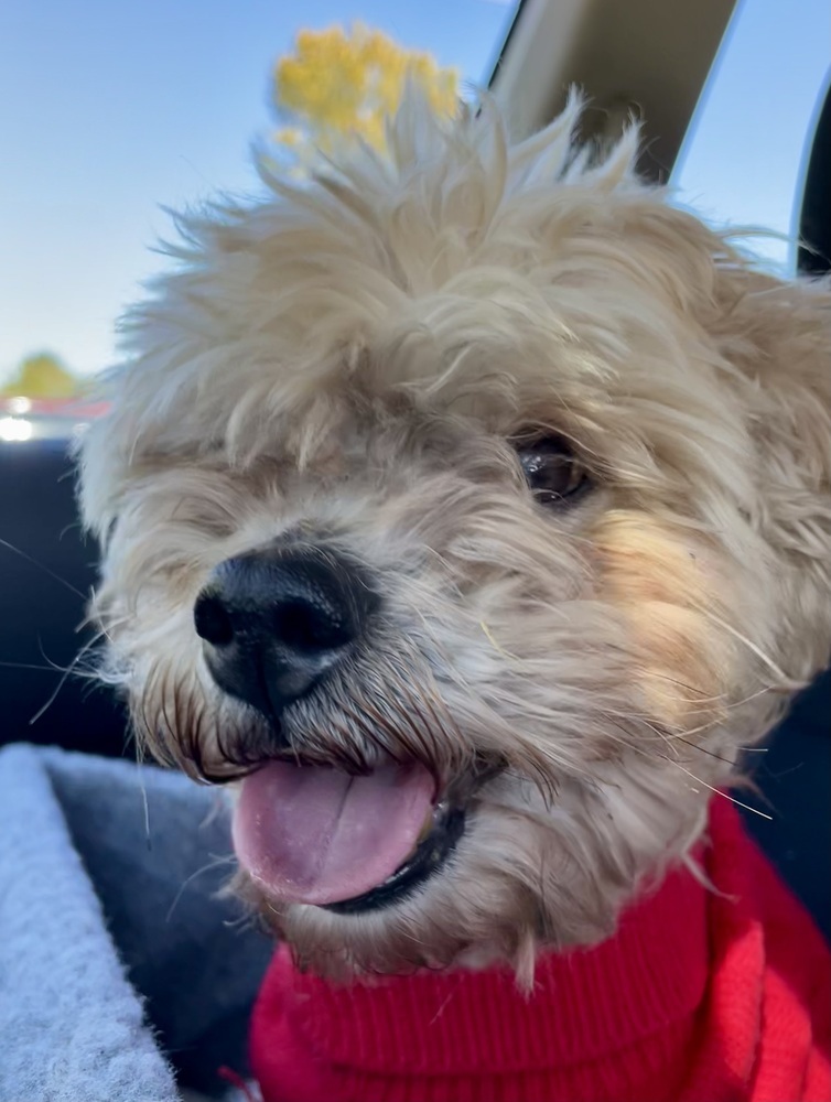 Mojo, an adoptable Goldendoodle in Clinton Township, MI, 48036 | Photo Image 1