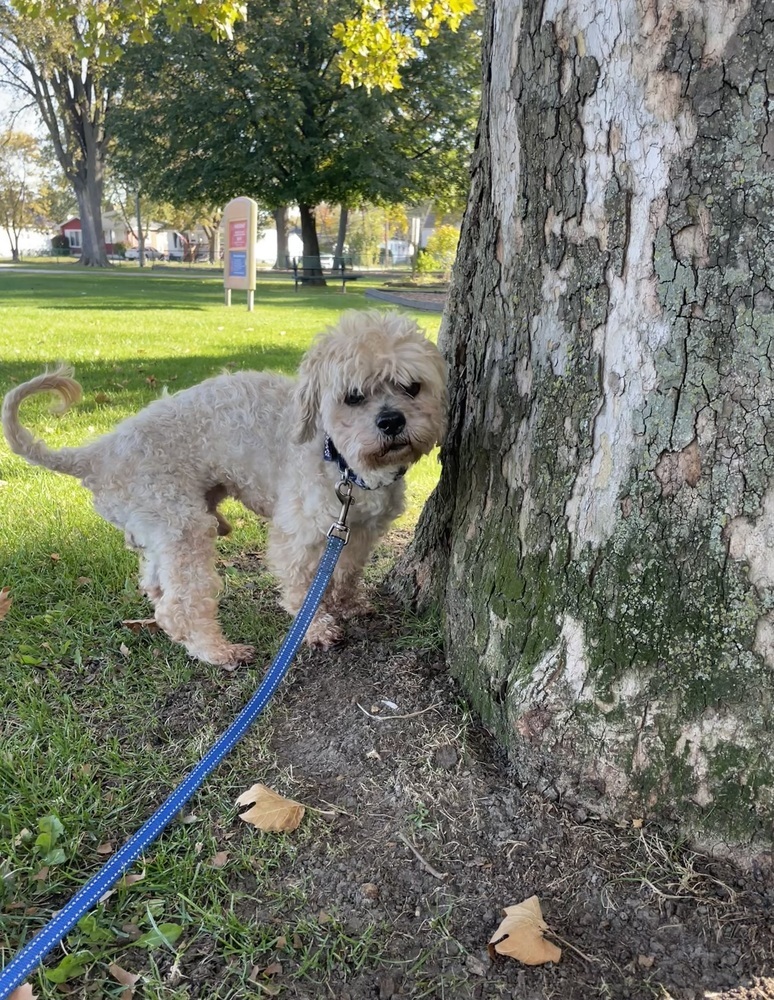 Mojo, an adoptable Goldendoodle in Clinton Township, MI, 48036 | Photo Image 2