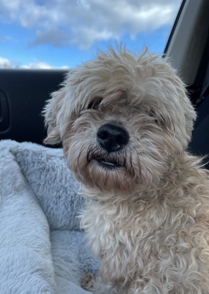 Mojo, an adoptable Goldendoodle in Clinton Township, MI, 48036 | Photo Image 3