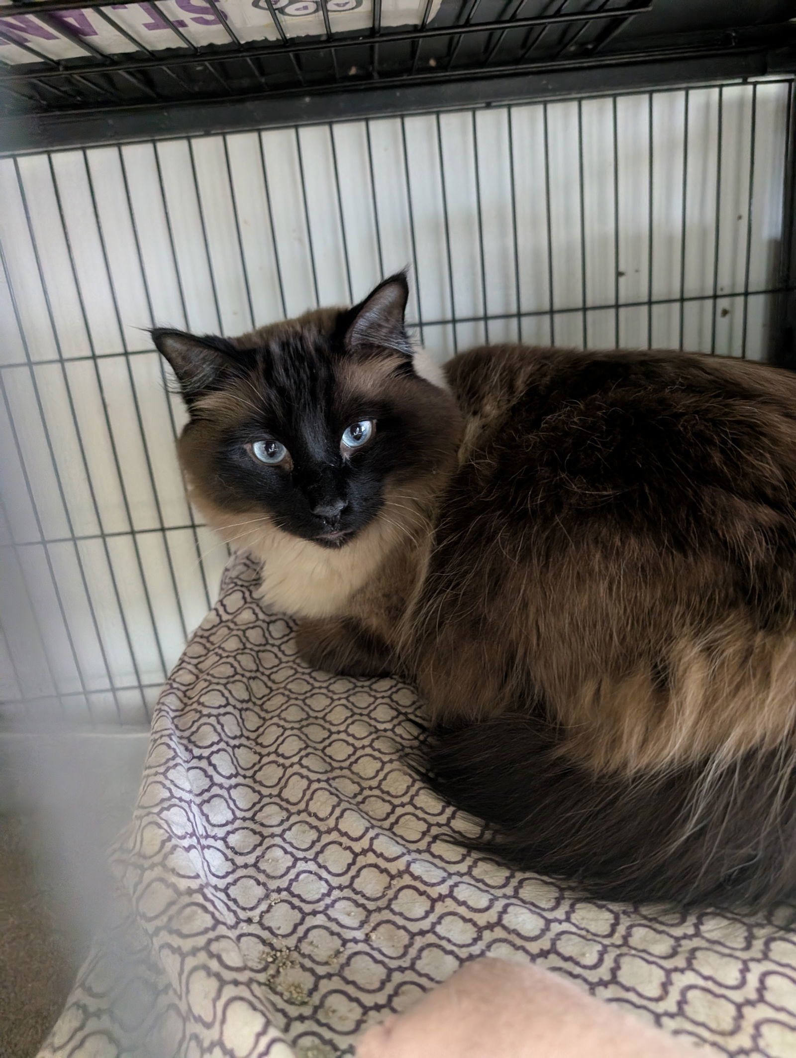 Master Jim, an adoptable Himalayan, Siamese in St. Ann, MO, 63074 | Photo Image 1