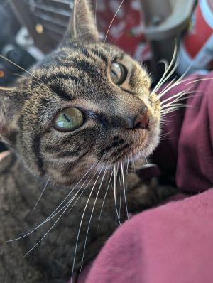 Lindy, Adult Female Tabby