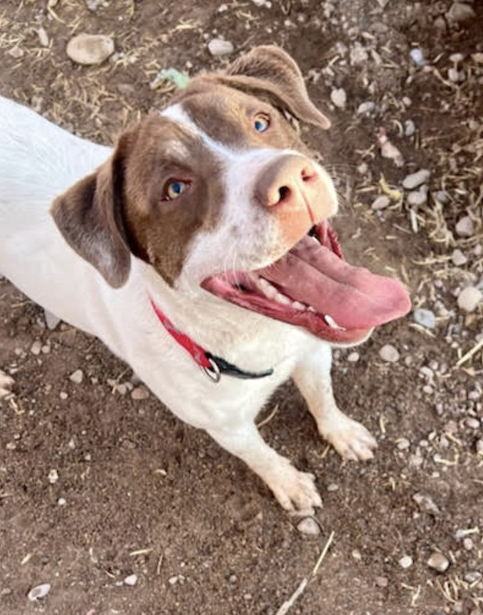 Oliver, an adoptable Pointer in Williamsburg, NM, 87942 | Photo Image 2